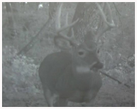 Trail Cam Buck 2